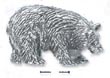 
Sterling Silver Cuddly Bear Pin/Pendant
